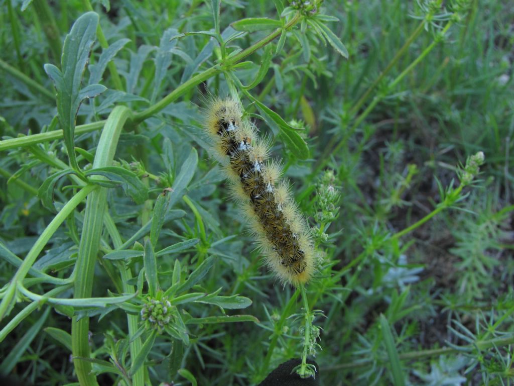 bruco monte livata - Rhyparia purpurata, Erebidae Arctiinae